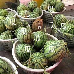 最新娱乐吃瓜,明星隐私曝光，幕后黑手浮出水面